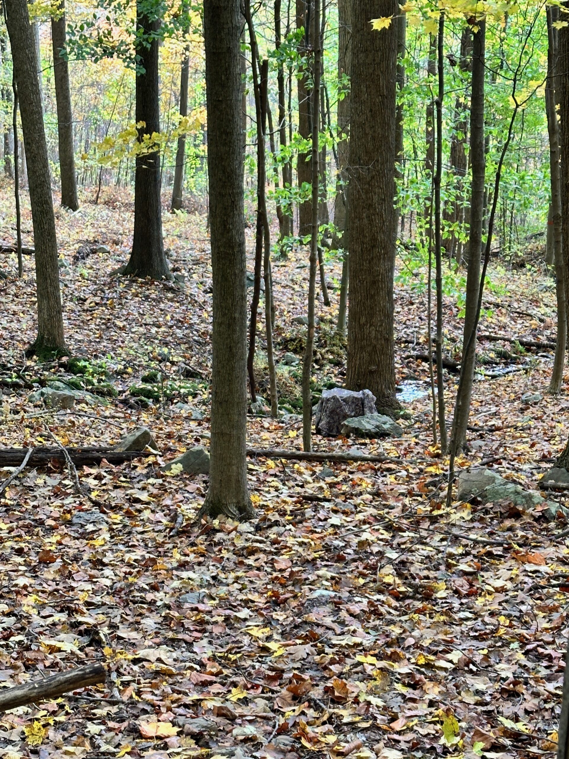 Bowhunter using a tree and wooded backdrop to break up his outline