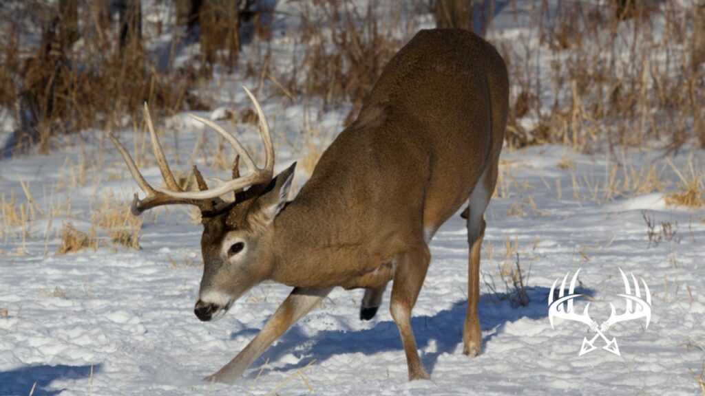 Mature buck jumping the string from a long distance arrow shot.