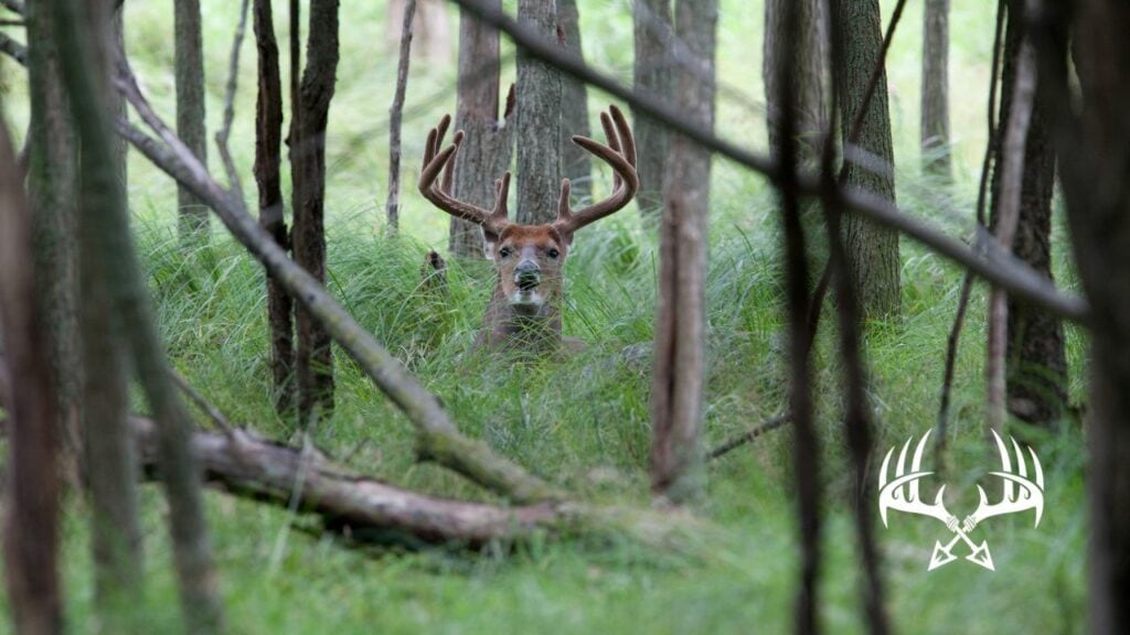 Buck just inside the edge of a transition