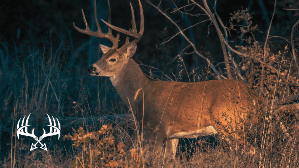 Deer see best just before dark.