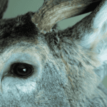 Deer Vision. WHat can deer see when to comes to color, light, and movement?