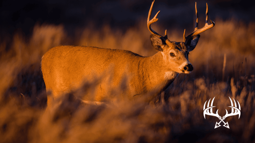 Deer have poor depth perception but see contrast very well. How deer see is very different from humans. This is deer vision 101.