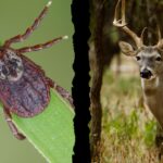 Stay bug free and scent free when deer hunting.