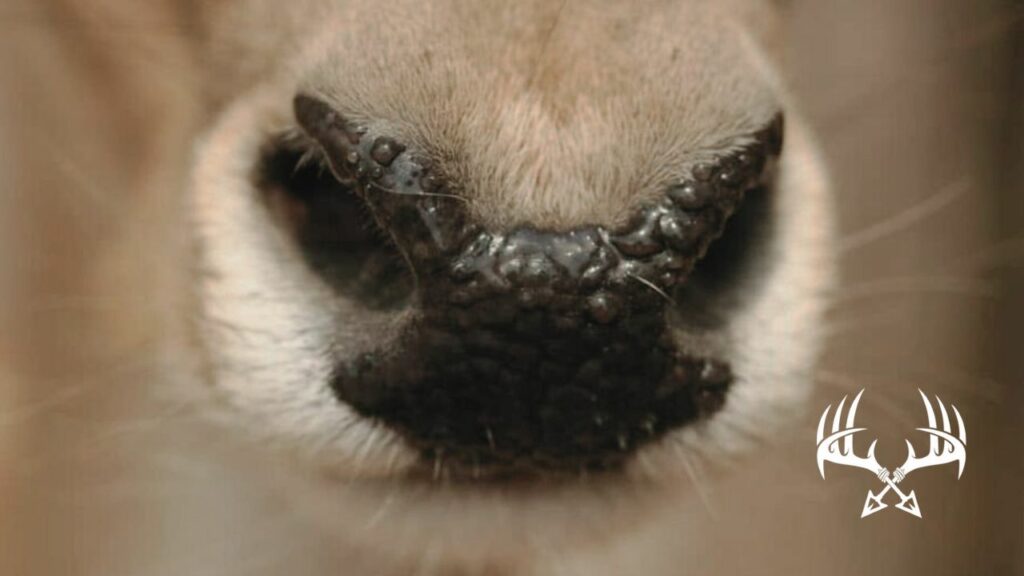 Whitetail Deer Nose and Incredible Sense of Smell are hunt killers. Learn how deer smell you to be a better bow hunter.