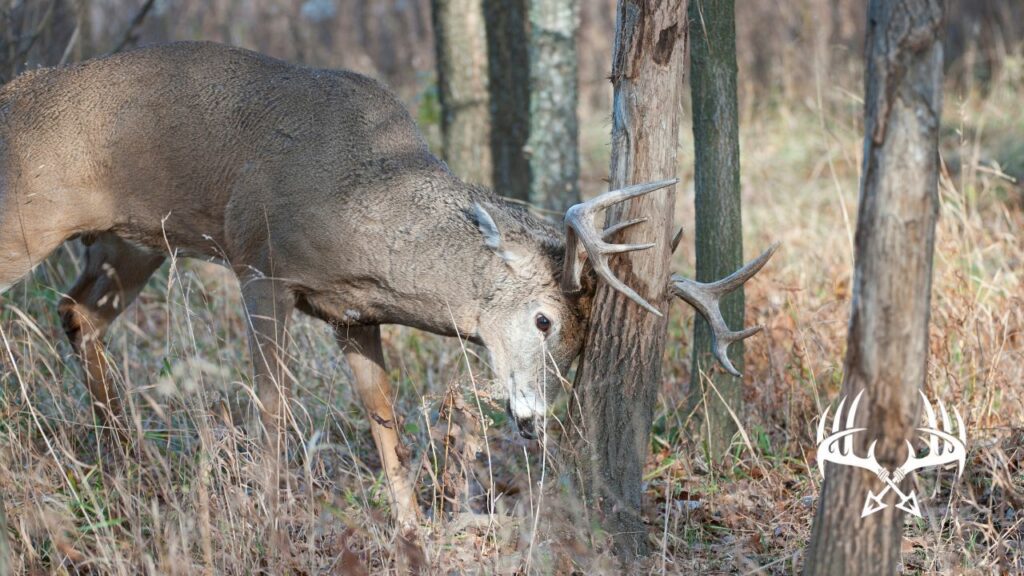 Whitetail buck making a buck rub on a tree.