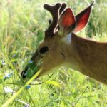 Scouting Fall Food Sources for Deer: A Bow Hunter’s Guide