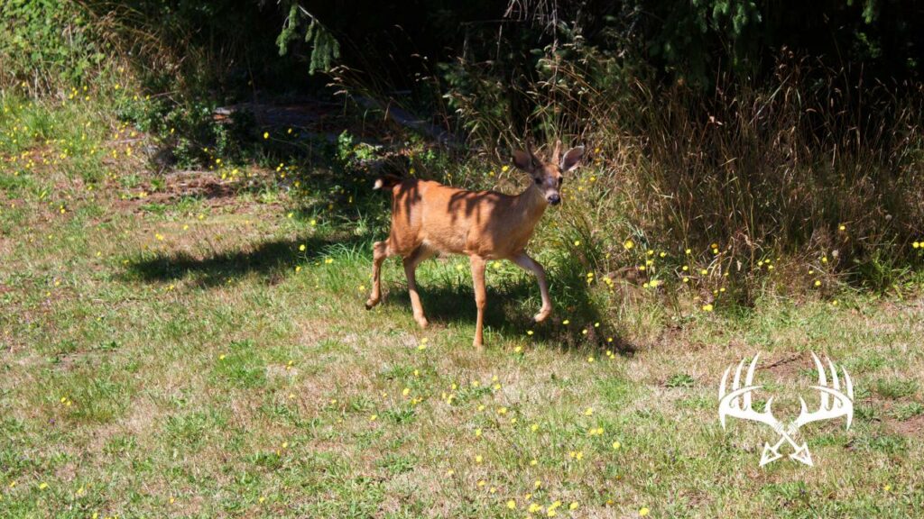 Young buck walking the edge of a transition.