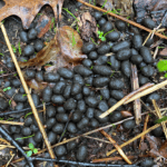 What hunters need to know about deer droppings.