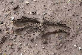 Fresh deer tracks in mud