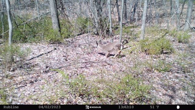 Deer defecating near the bedding area.