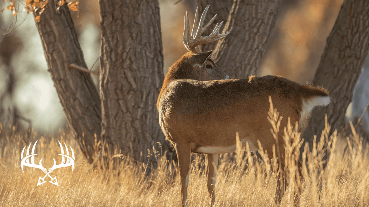 Whitetail buck moving through timber during an early low-light hunting window
