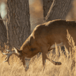 Mature buck feeding on acorns in the morning during the early season.