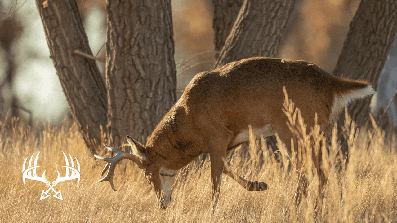 Mature buck feeding on acorns during the early season.