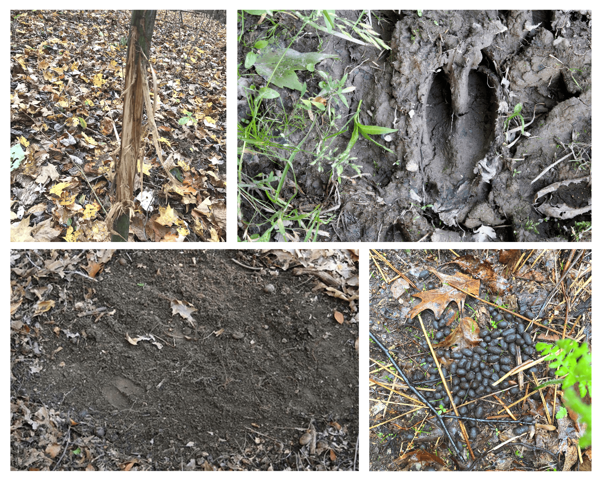 Fresh buck rub, deer track, scrape, and droppings used to evaluate hot deer sign