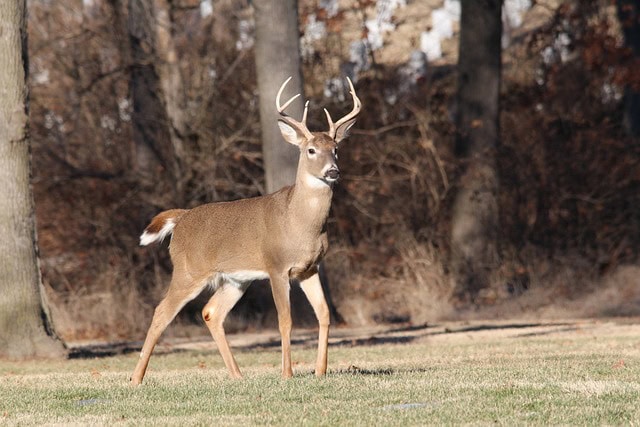 still hunting whitetail bucks