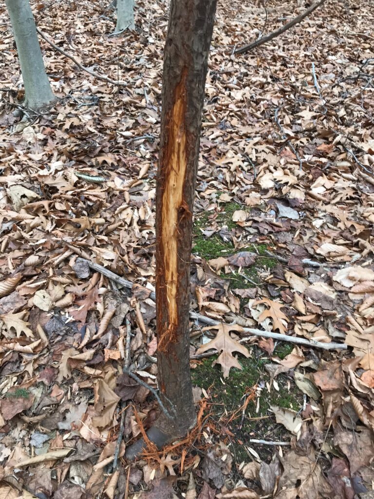 Fresh buck rubs can be identified by seeing fresh shavings on the. ground around them and by having a tacky, new feel to them. Not dry.