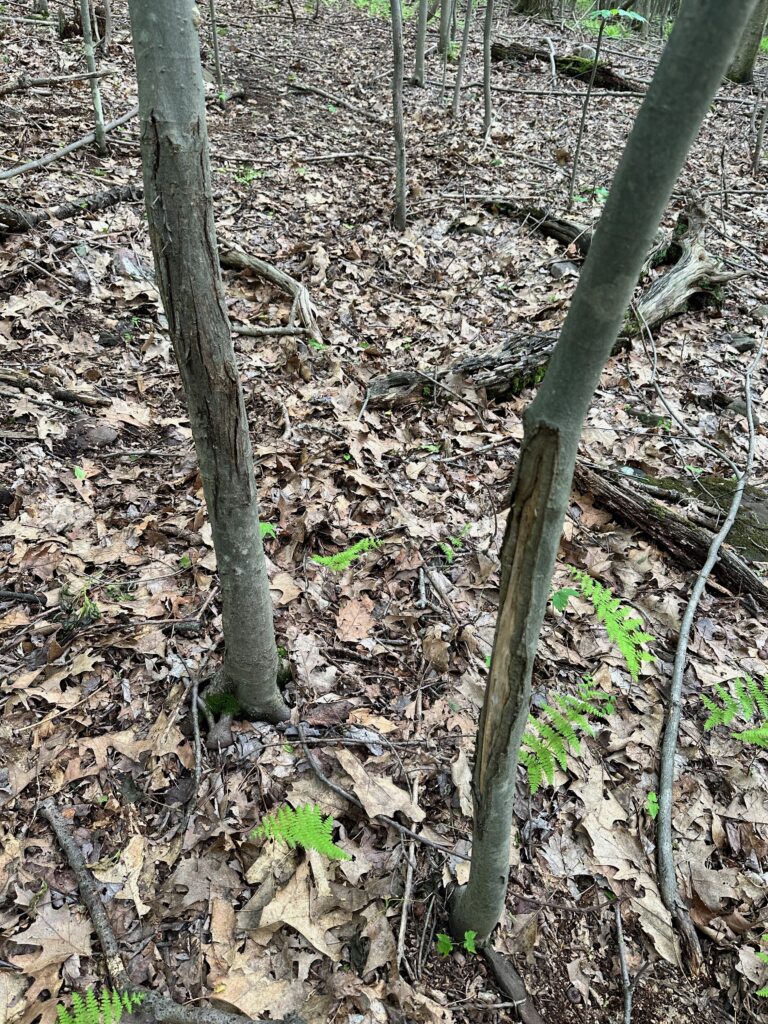 Old, historical buck rubs can tell you a lot about an area. Use it to try to understand why bucks wants to be there year over year.