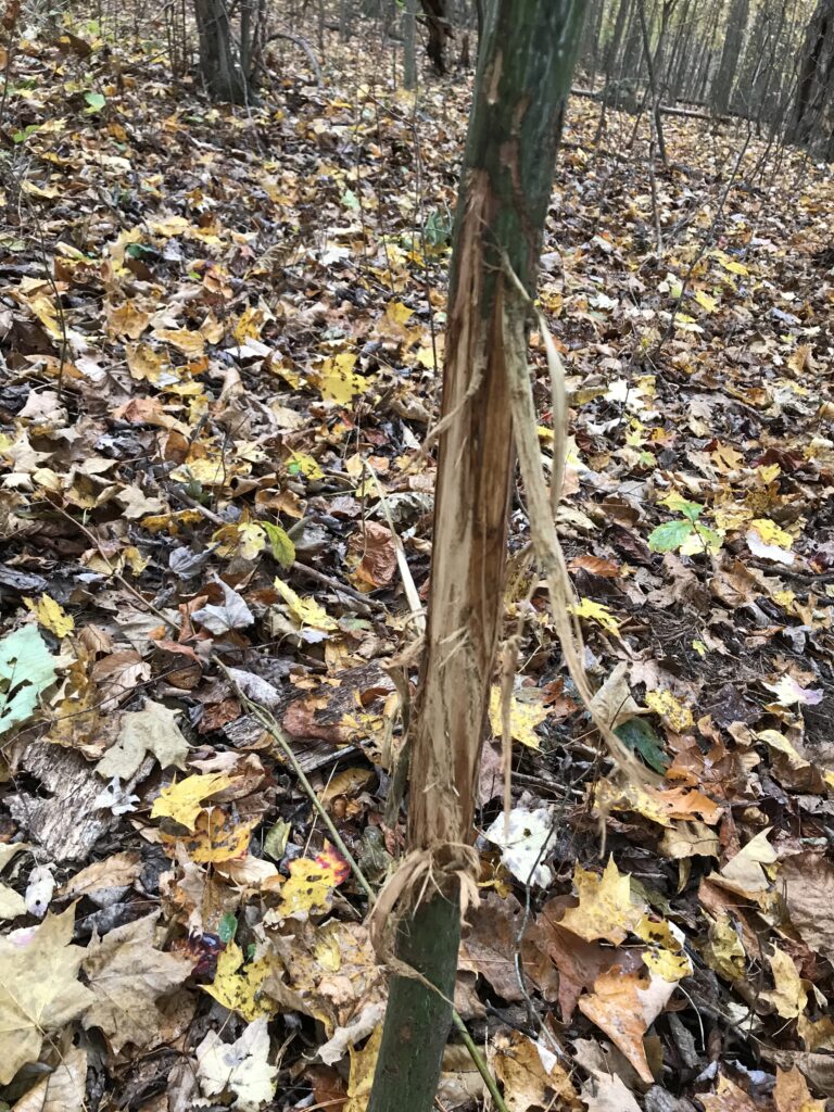 Fresh Rub from a mature buck.
