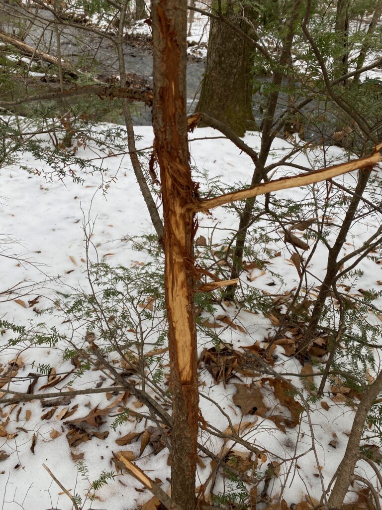 Bucks can continue rub activity late into the winter months.