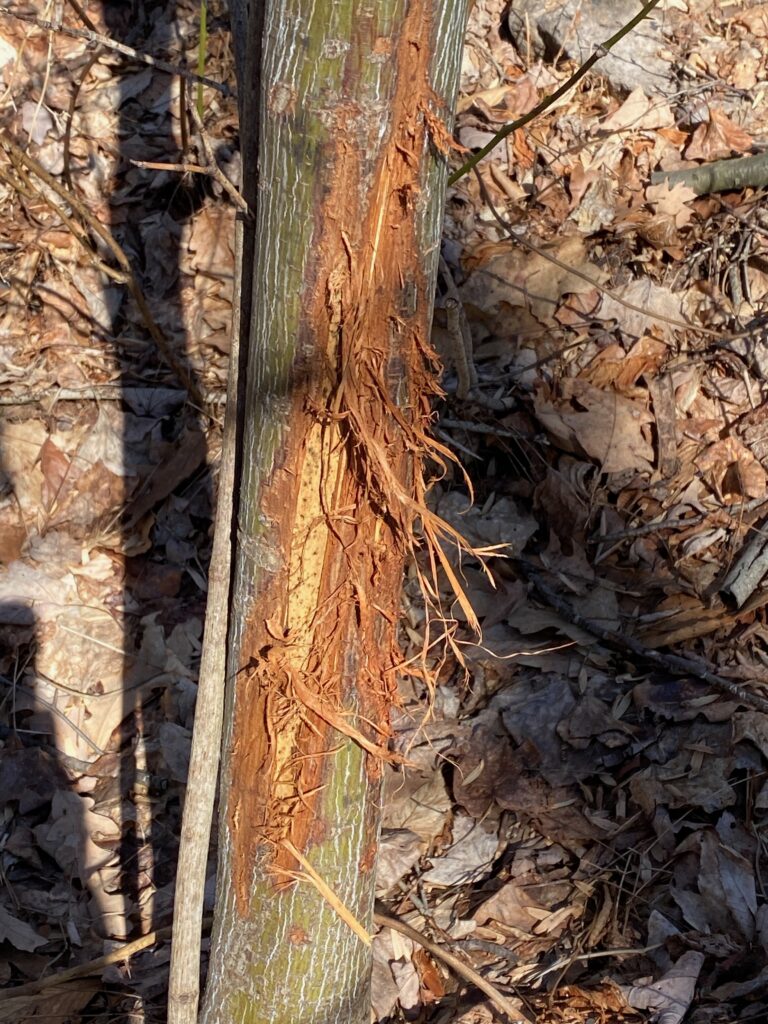 A semi fresh buck rub, probably 1 week old with bow tine marks.
