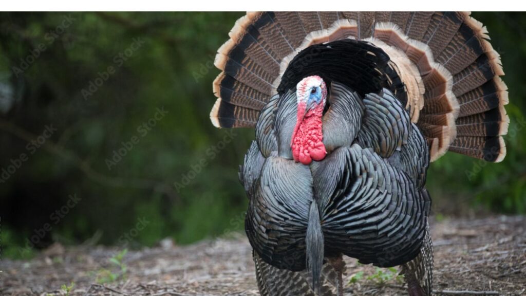 Big Gobbler Fanned Out