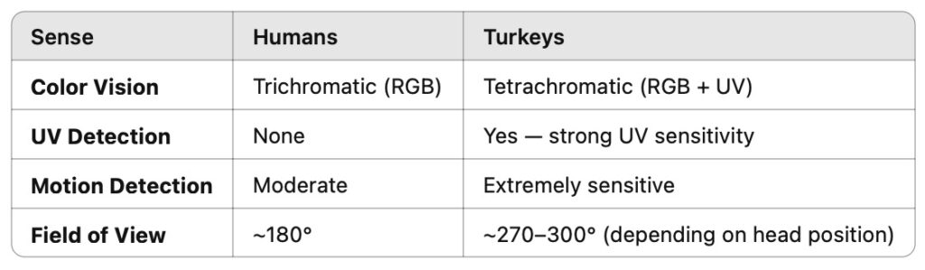 Human vs Turkey Vision Comparison