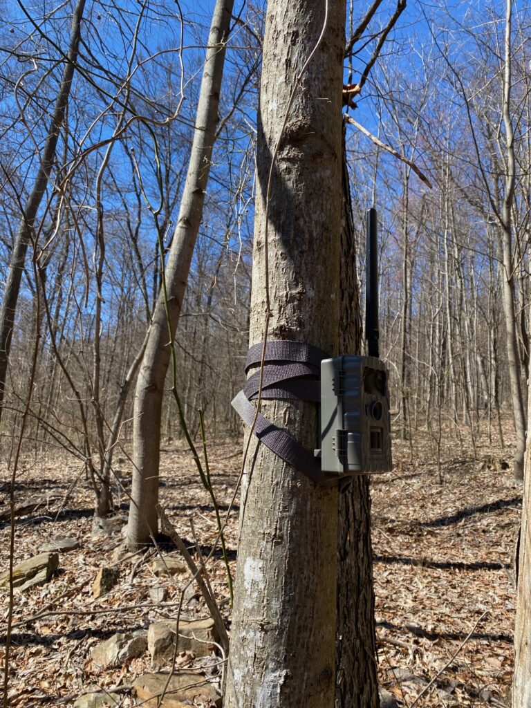 Trail camera on a tree in the moutains near where I hunt.