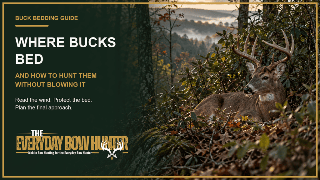 Mature whitetail buck bedded in security cover on a Pennsylvania hardwood ridge