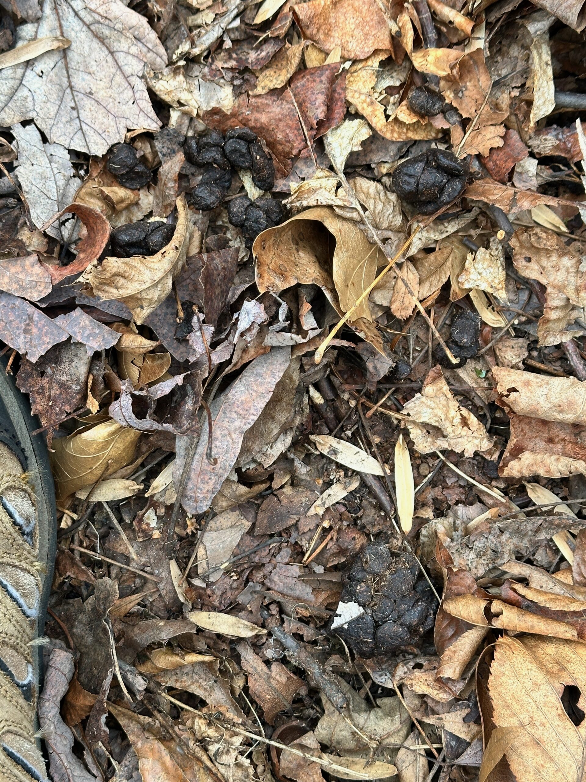 Deer Sign: How to Scout Tracks, Trails, Rubs, and Scrapes