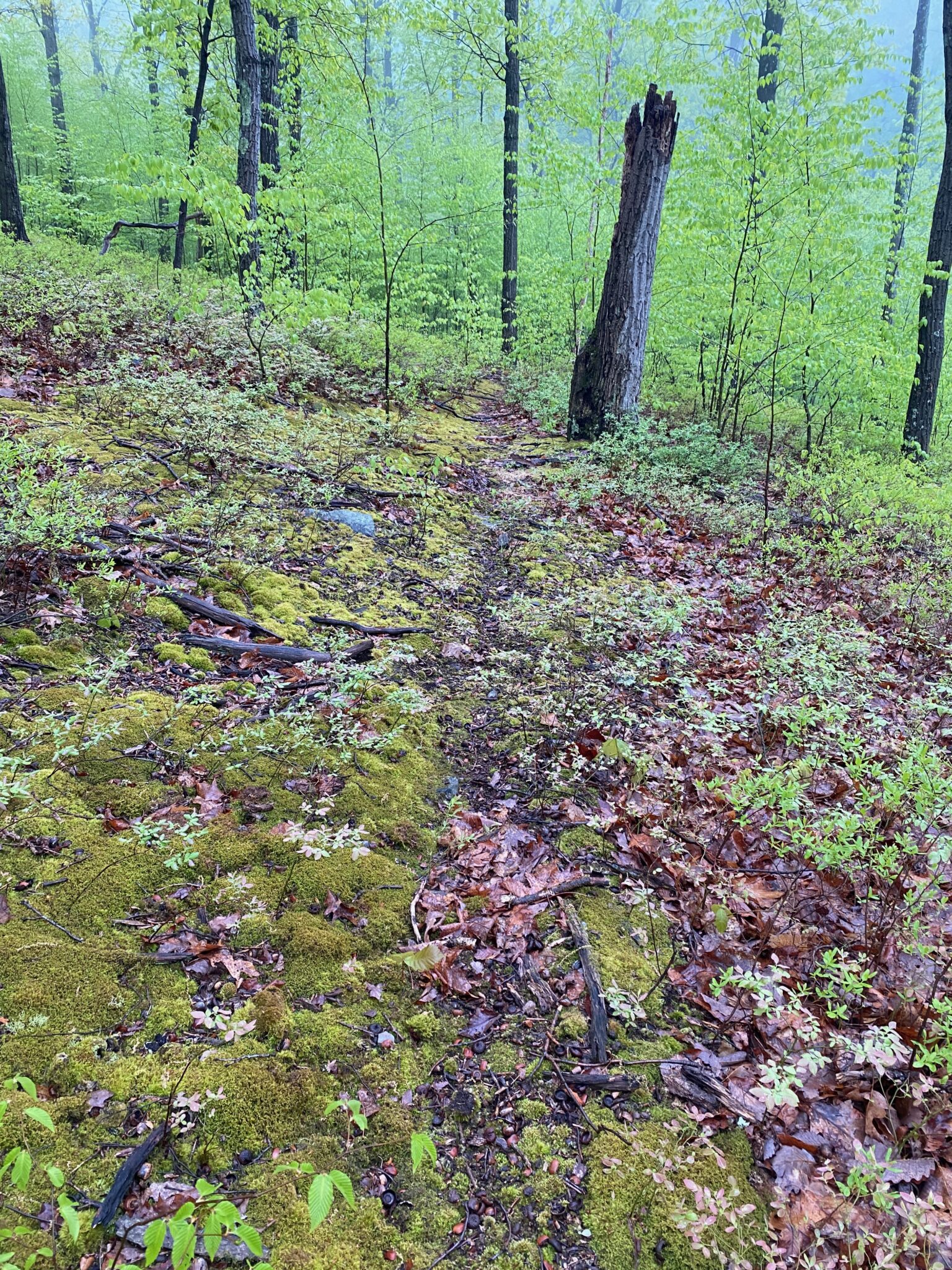 Deer Sign: How to Scout Tracks, Trails, Rubs, and Scrapes