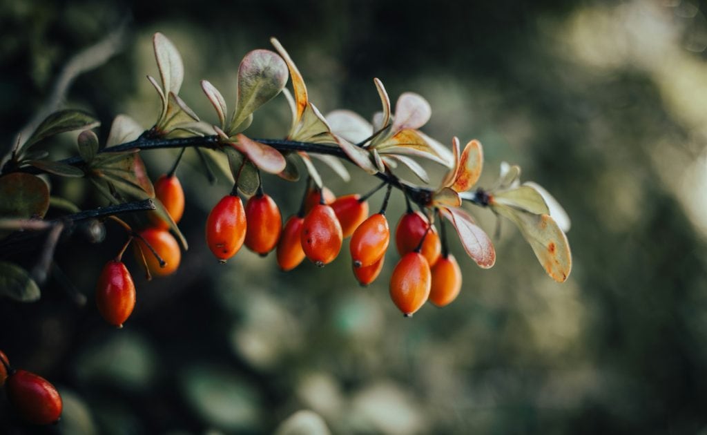 Rosehip plant 