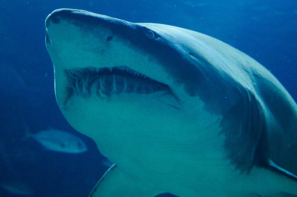 Close-up of a shark with its teeth showing