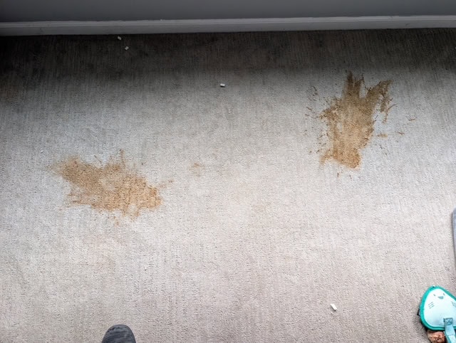 Carpet with stains being cleaned by professional carpet cleaning service.