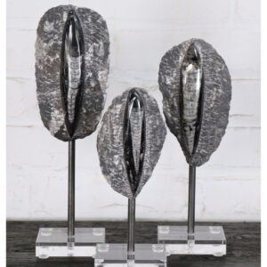 Orthoceras Fossil Decor Collection
