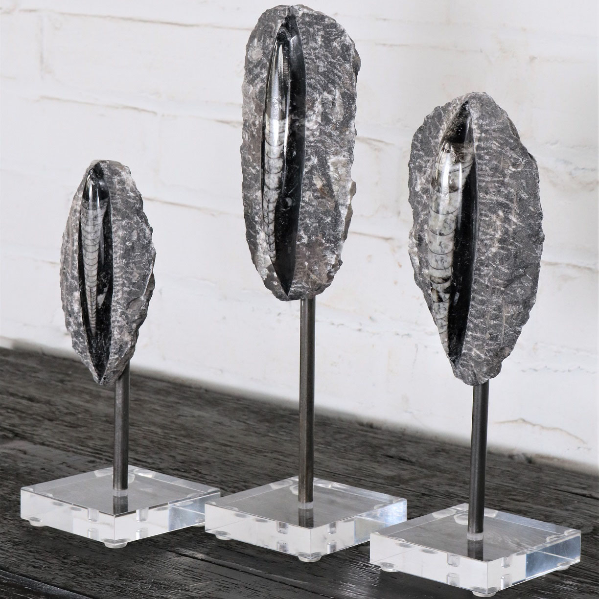 Orthoceras Fossil Decor Collection