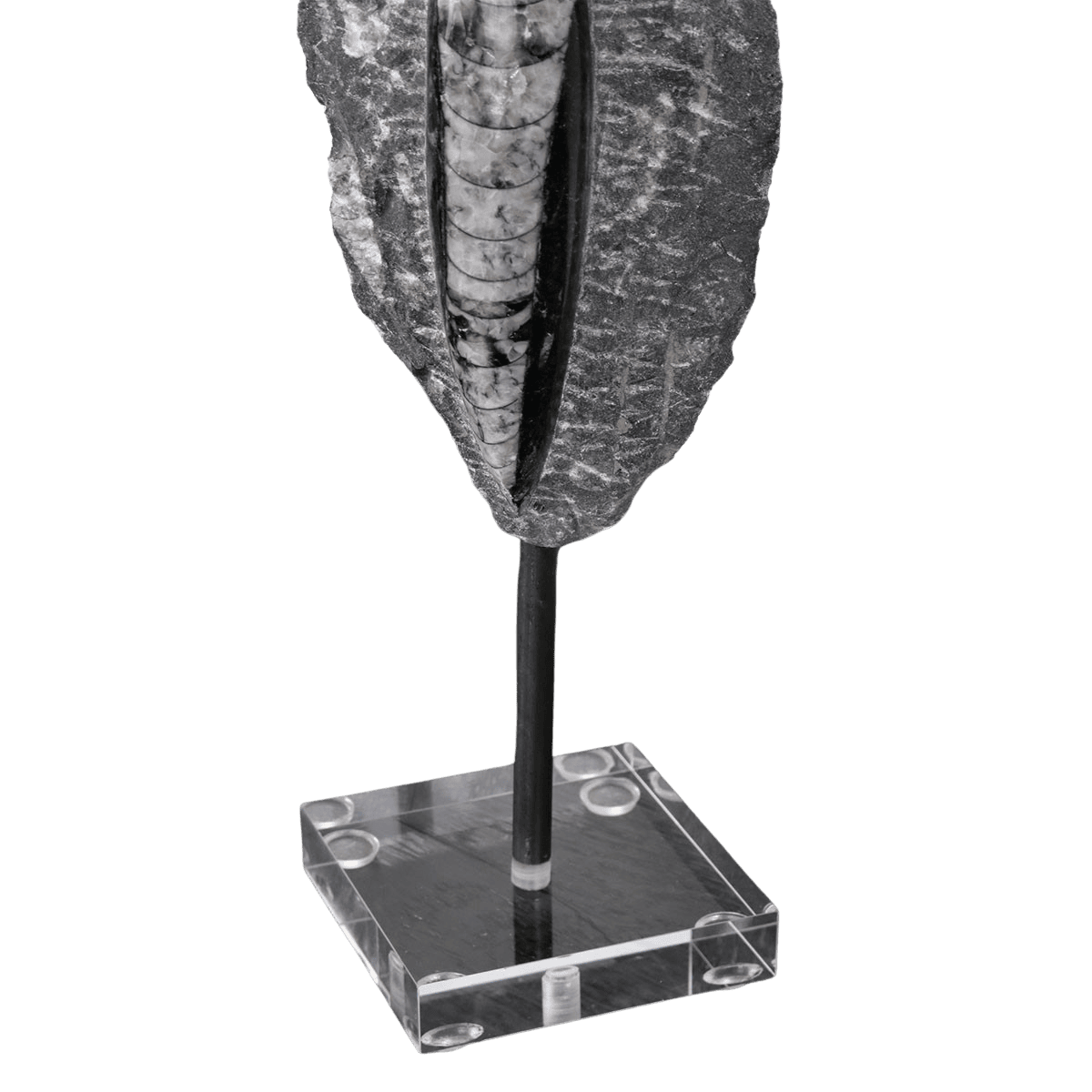 Orthoceras Fossil Decor Collection