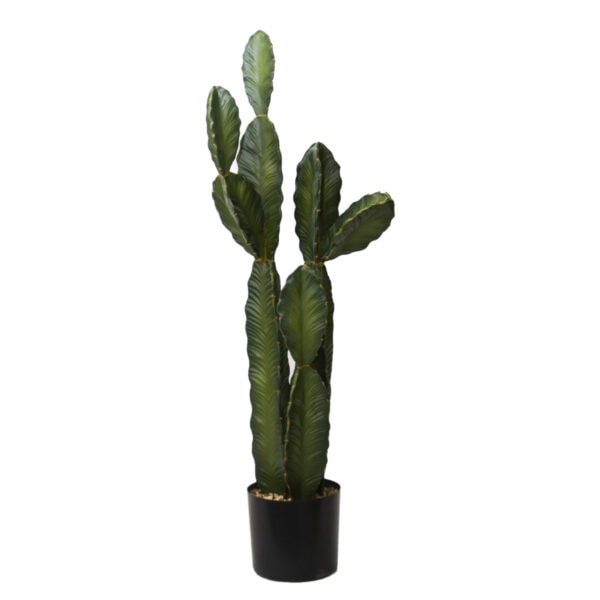 Potted Cactus