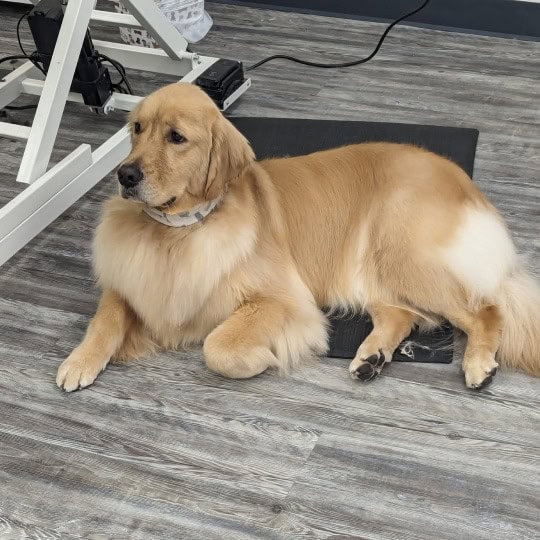 Golden retriever with fresh hair cut