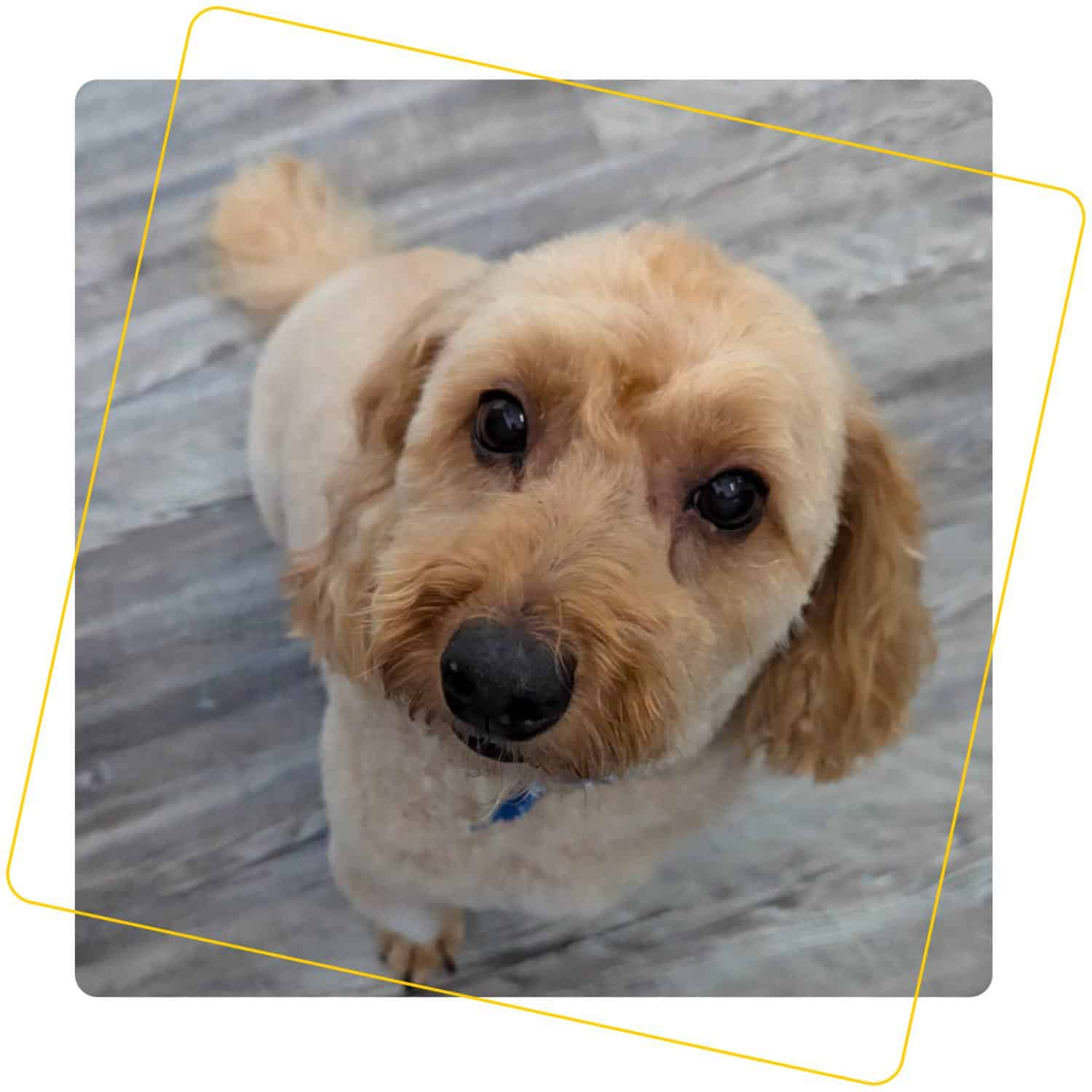 Tan puppy looking up at camera after grooming