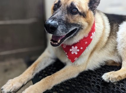 Tango german shepherd after hair cut with red bandana