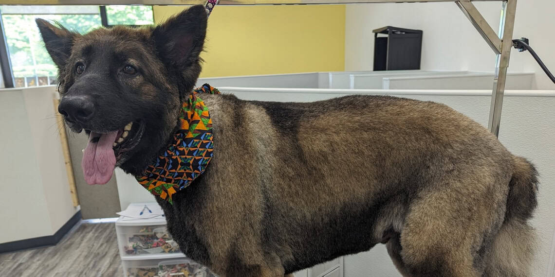 black and brown german shepherd fresh hair cut