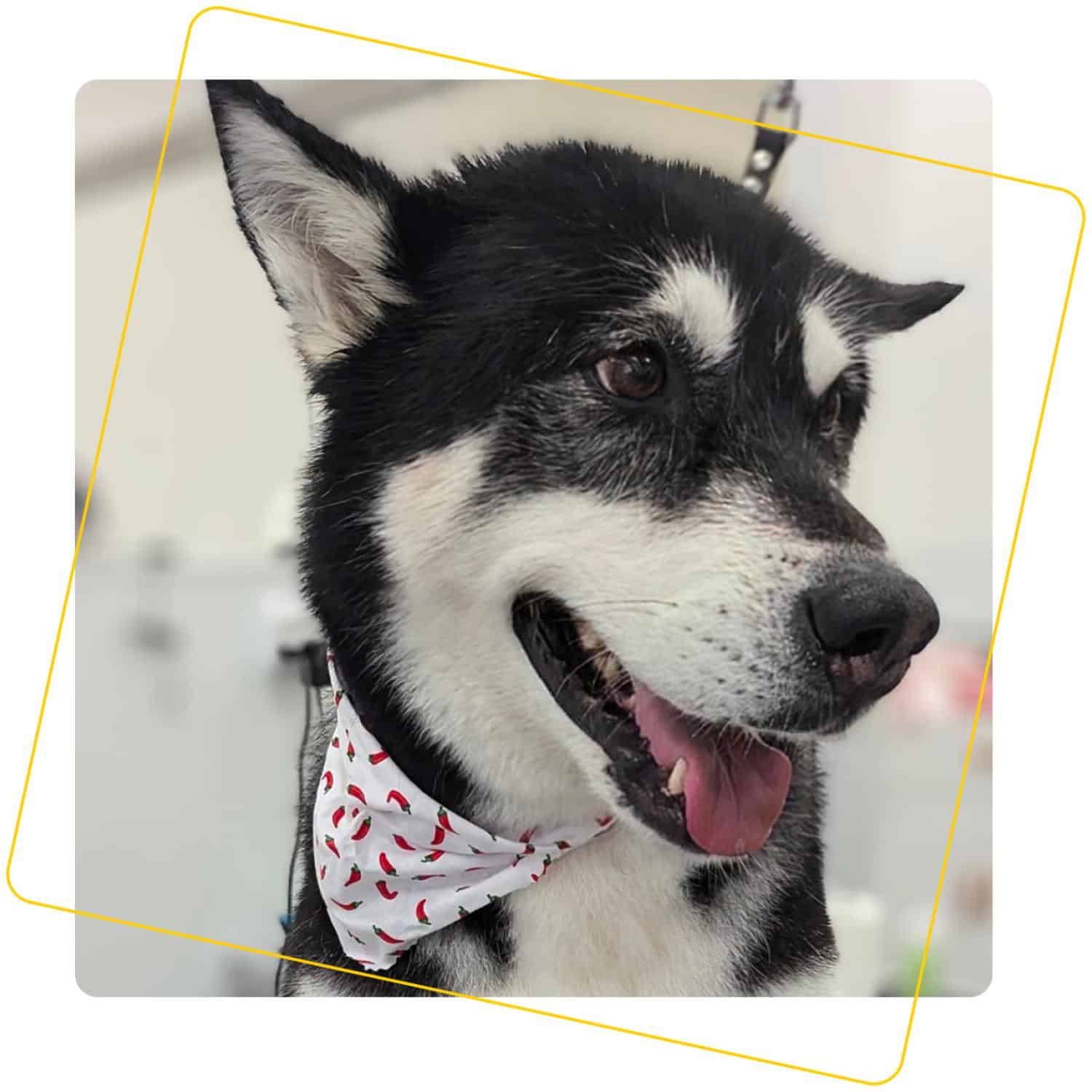 black and white husky after haircut with yellow square