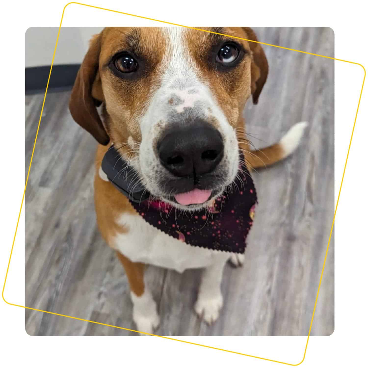 brown and white dog with tongue out in pink and black bandana