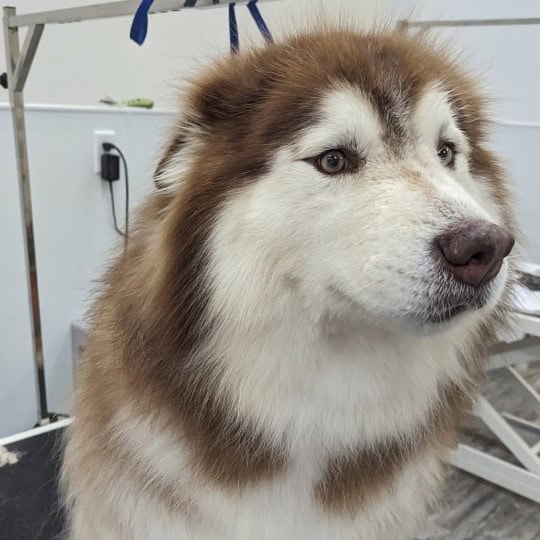 brown and white huskey after haircut