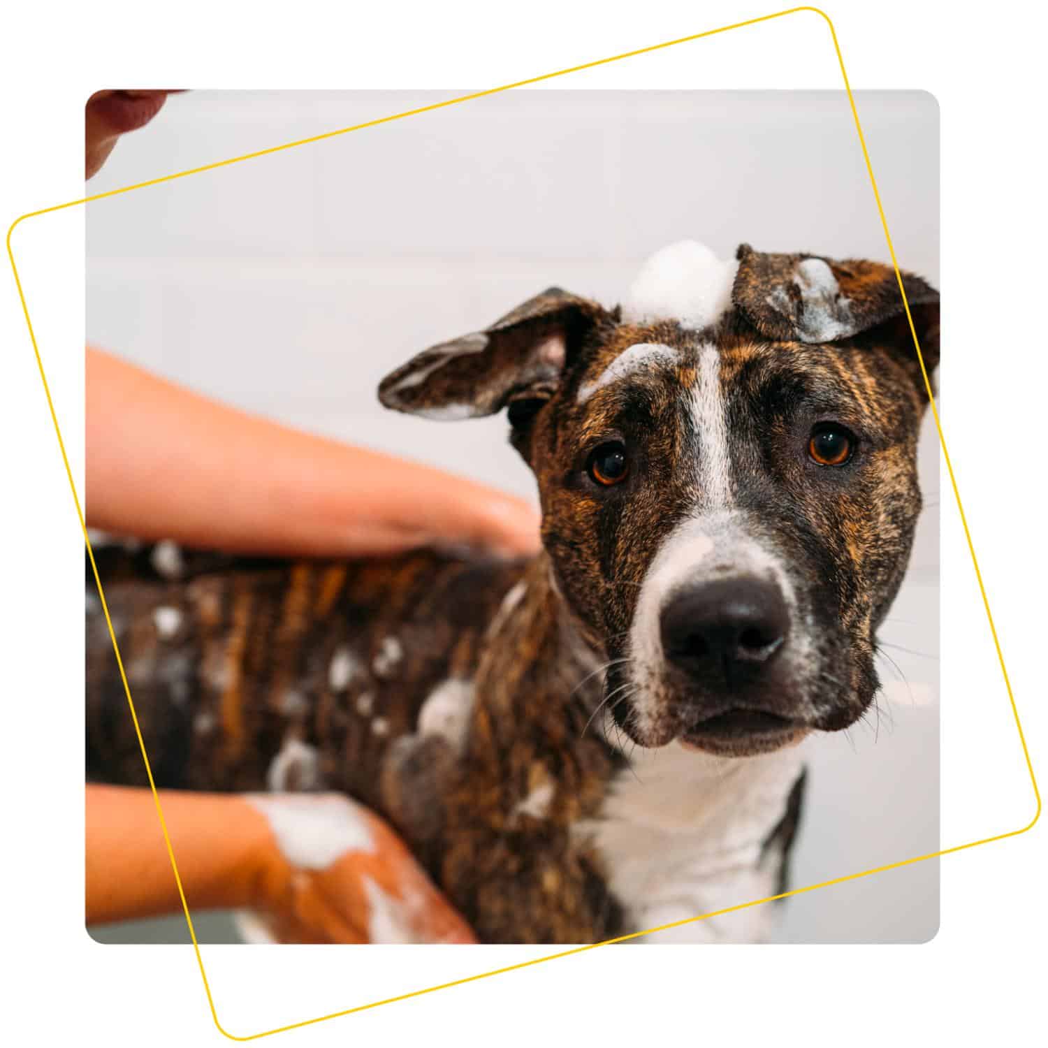 brown pitbull getting a skunk bath