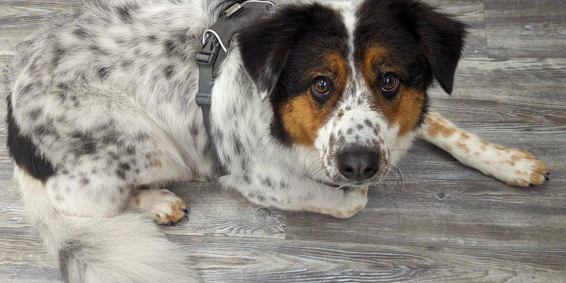 dog with harness all cleean with a haircut (1)
