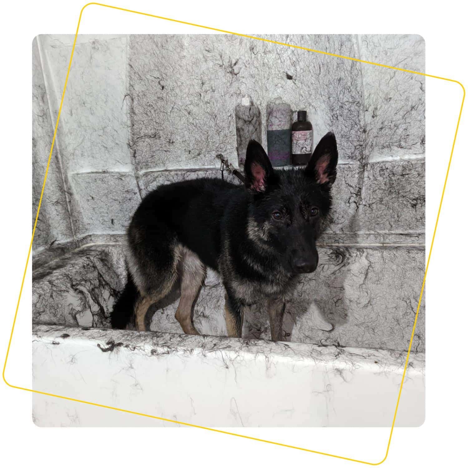 german shephard in bath after deshedding treatment