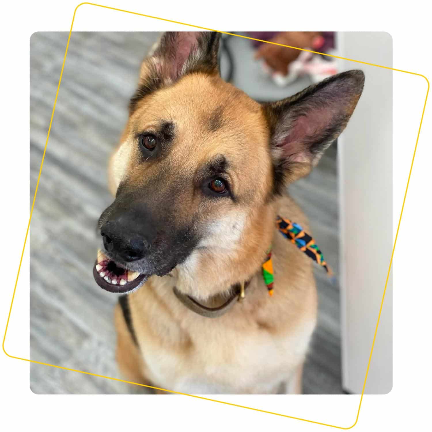german shepherd with multi color bandana