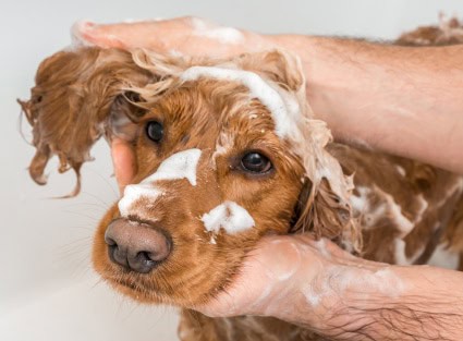 golden retriever getting a bath