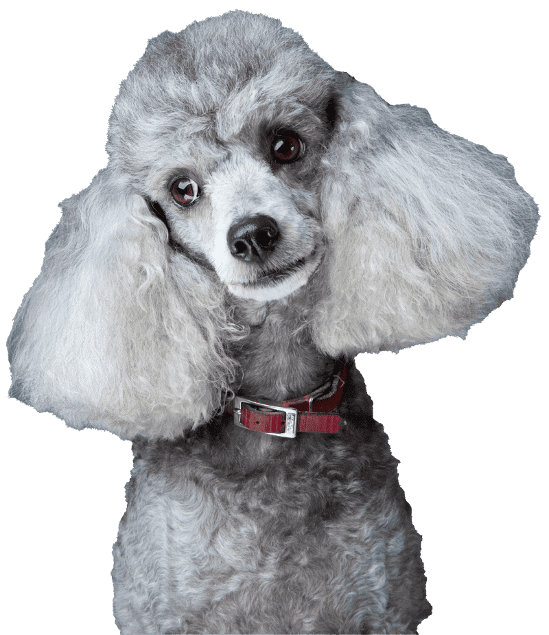 gray poodle after haircut and bath
